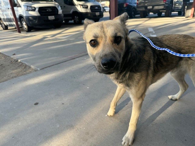 adoptable Dog in Bakersfield, CA named A154713