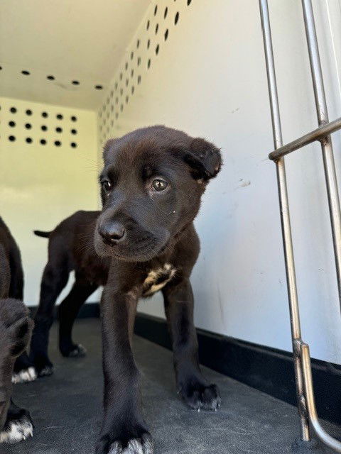 adoptable Dog in Bakersfield, CA named A154736