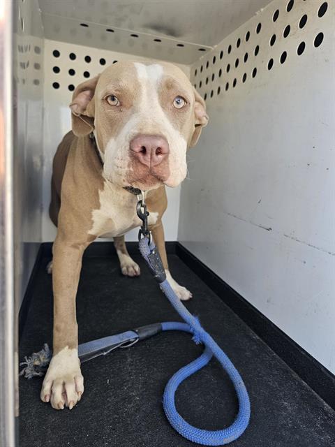 adoptable Dog in Bakersfield, CA named A154840