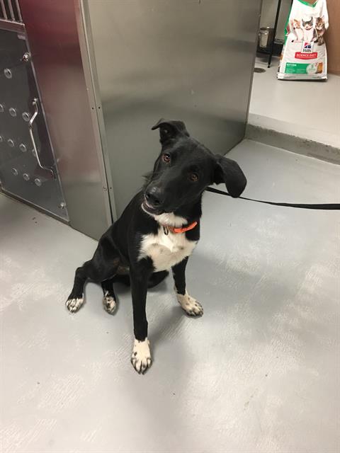 adoptable Dog in Bakersfield, CA named A154896