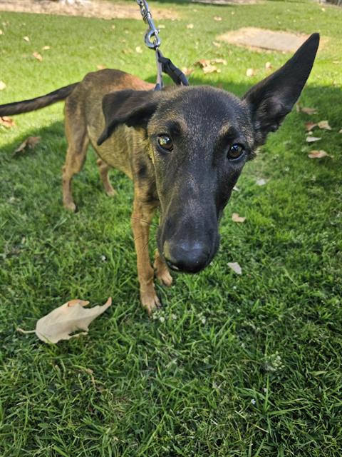 adoptable Dog in Bakersfield, CA named A154838