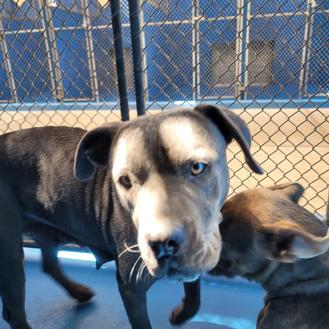 adoptable Dog in Bakersfield, CA named A154873