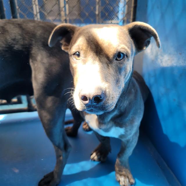 adoptable Dog in Bakersfield, CA named A154874