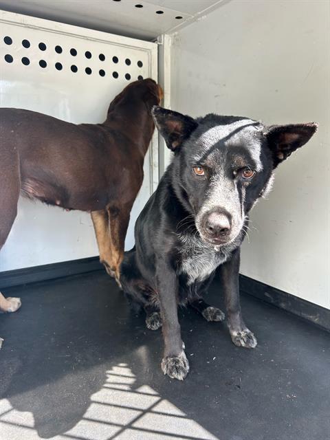 adoptable Dog in Bakersfield, CA named LACEY