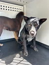 adoptable Dog in Bakersfield, CA named LACEY