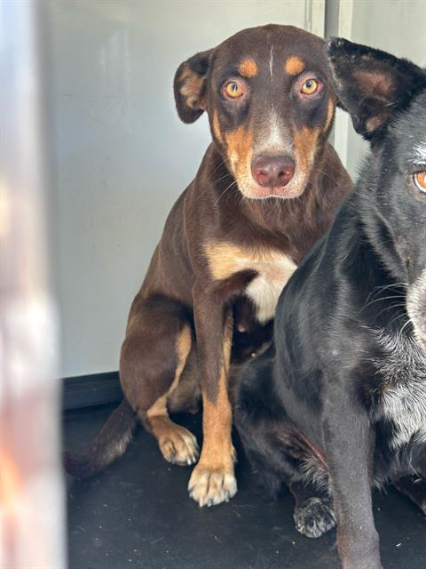 adoptable Dog in Bakersfield, CA named KATE