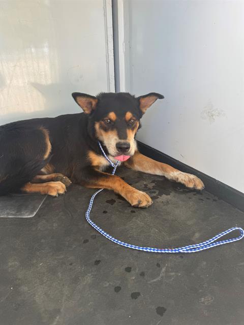 adoptable Dog in Bakersfield, CA named A154962