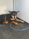 adoptable Dog in Bakersfield, CA named A154962