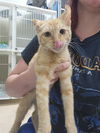 adoptable Cat in Bakersfield, CA named SALMON