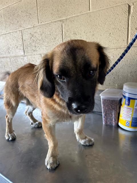 adoptable Dog in Bakersfield, CA named A154950