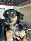 adoptable Dog in Bakersfield, CA named A154951