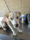 adoptable Dog in , CA named A154952