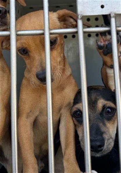 adoptable Dog in Bakersfield, CA named A154879