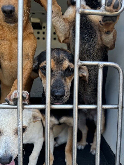 adoptable Dog in Bakersfield, CA named A154880