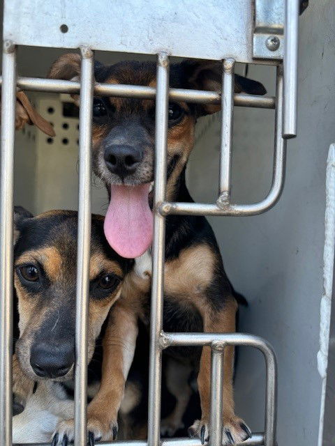 adoptable Dog in Bakersfield, CA named A154882