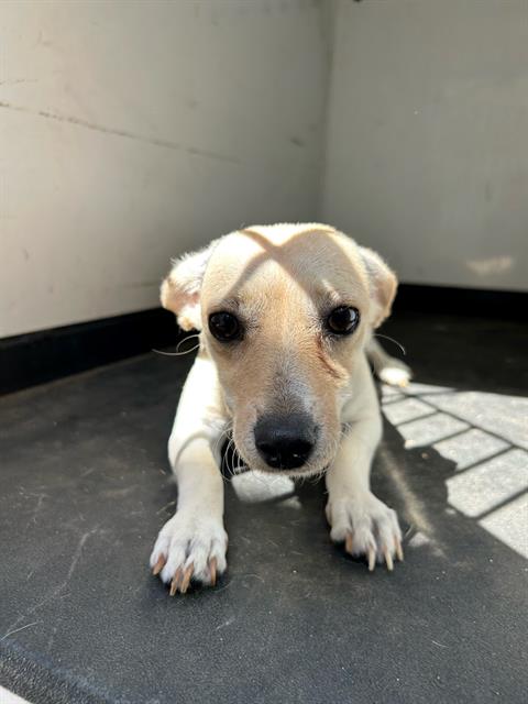 adoptable Dog in Bakersfield, CA named A154885