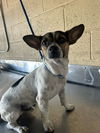 adoptable Dog in Bakersfield, CA named A154947