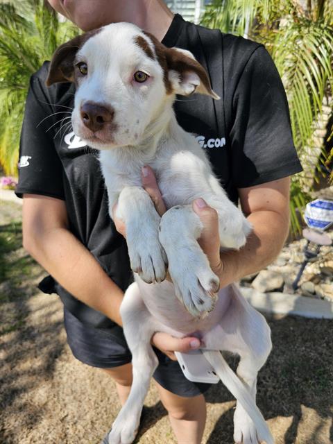 adoptable Dog in Bakersfield, CA named A154430