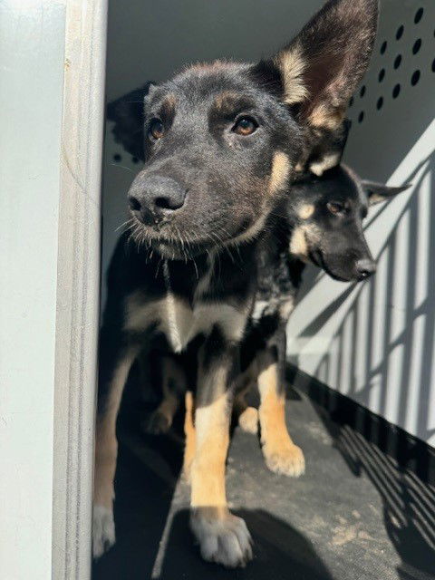 adoptable Dog in Bakersfield, CA named A154829