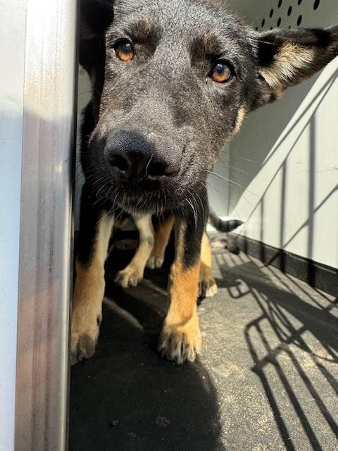 adoptable Dog in Bakersfield, CA named A154830