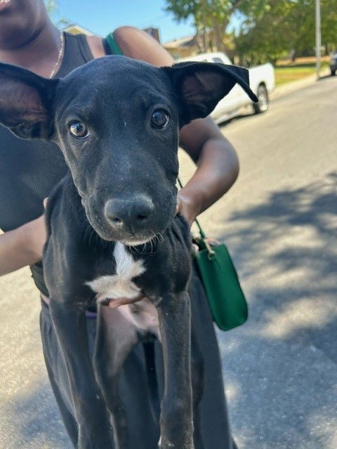 adoptable Dog in Bakersfield, CA named A154866