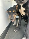 adoptable Dog in , CA named A154867