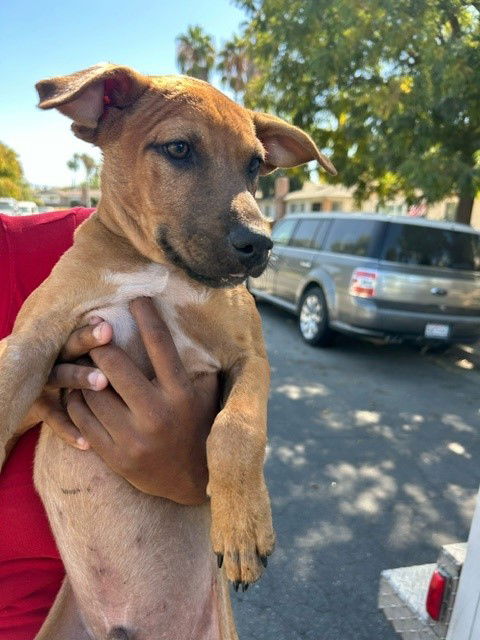 adoptable Dog in Bakersfield, CA named A154868