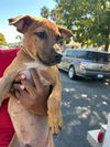 adoptable Dog in Bakersfield, CA named A154868