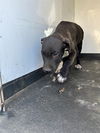 adoptable Dog in , CA named A154888