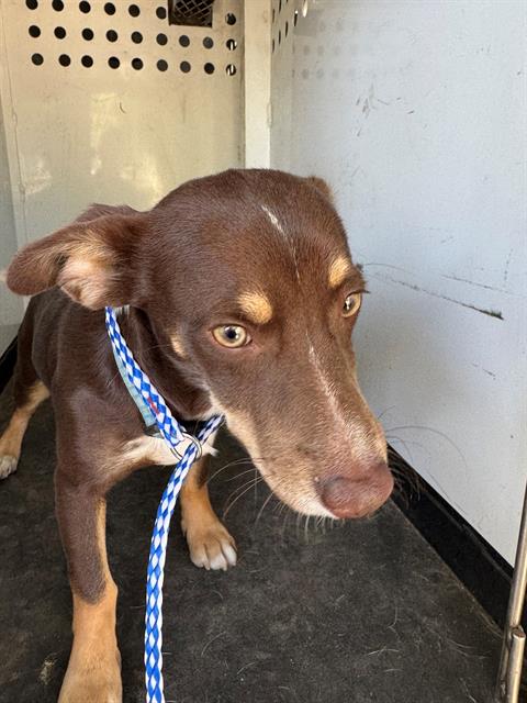 adoptable Dog in Bakersfield, CA named A154902