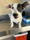 adoptable Dog in , CA named A154915