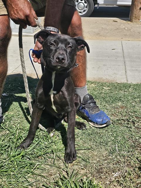 adoptable Dog in Bakersfield, CA named B-BOY