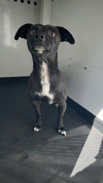 adoptable Dog in Bakersfield, CA named ROVER