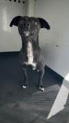 adoptable Dog in , CA named ROVER