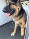 adoptable Dog in Bakersfield, CA named A154964