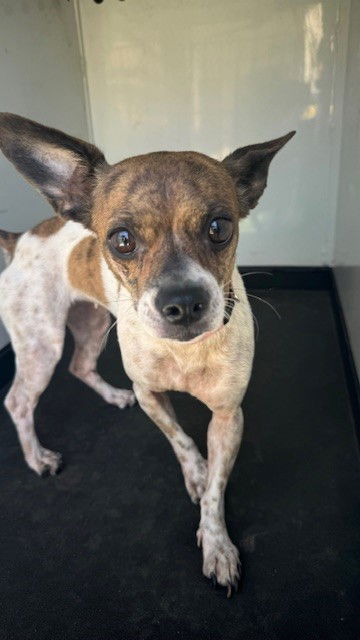 adoptable Dog in Bakersfield, CA named A154990