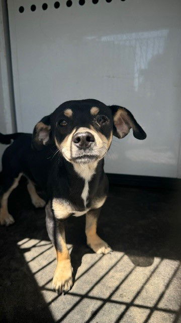 adoptable Dog in Bakersfield, CA named A154991