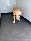 adoptable Dog in , CA named A154985