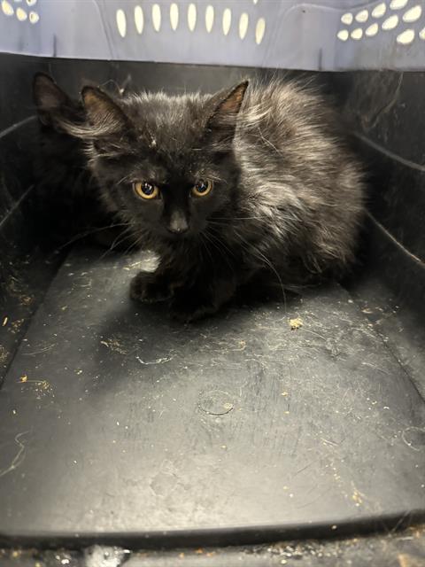 picture of the cat needing adoption