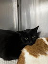 adoptable Cat in Bakersfield, CA named A156920