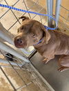 adoptable Dog in Bakersfield, CA named A159414