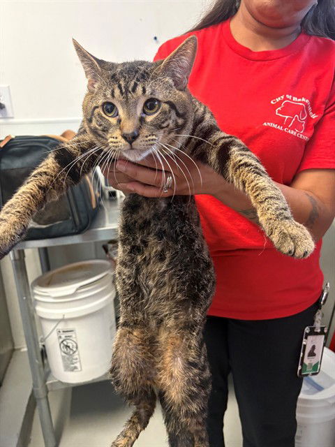 picture of the cat needing adoption