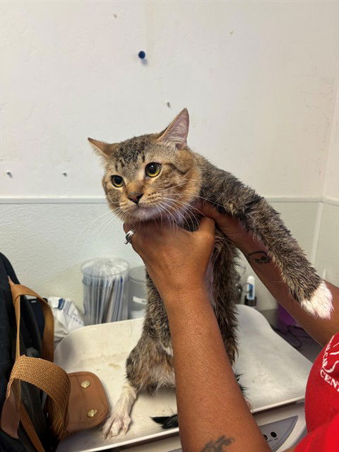 picture of the cat needing adoption