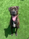 adoptable Dog in Bakersfield, CA named TEQUILA