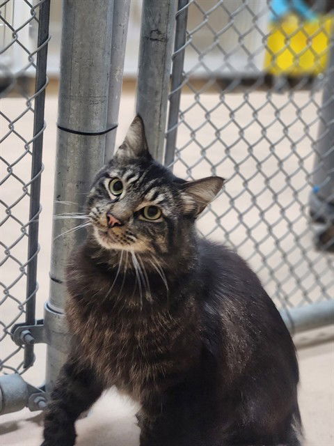 picture of the cat needing adoption