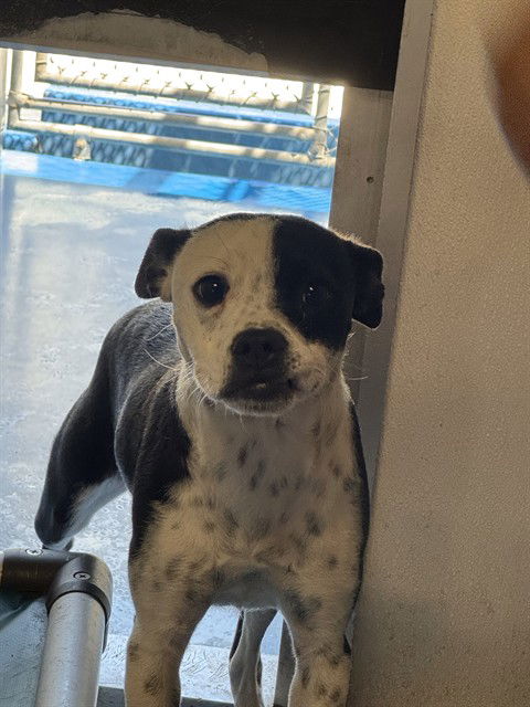 adoptable Dog in Bakersfield, CA named LYNDA