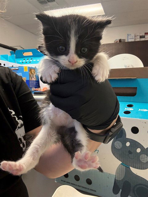 picture of the cat needing adoption
