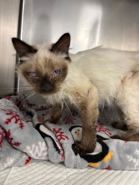 picture of the cat needing adoption