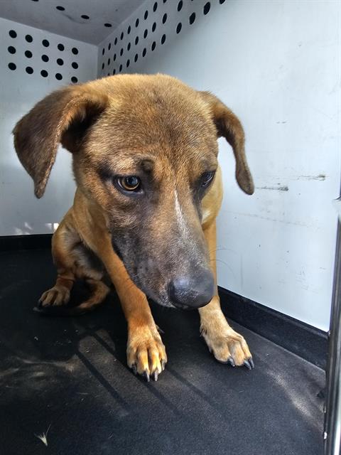 picture of the dog needing adoption