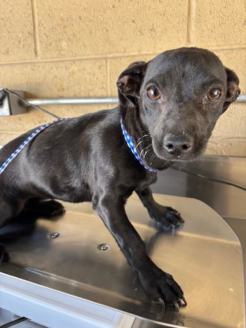 picture of the dog needing adoption